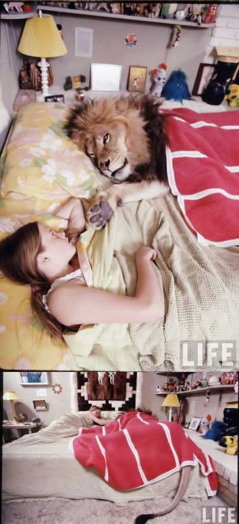 Vivendo com o leão & meu sonho de hoje melaineleao