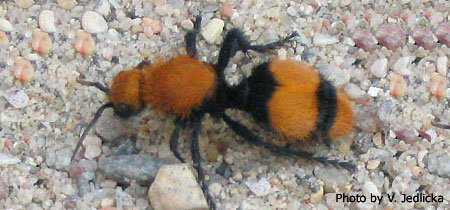Velvet ants: vespas perigosas que parecem formigas velvetantx450