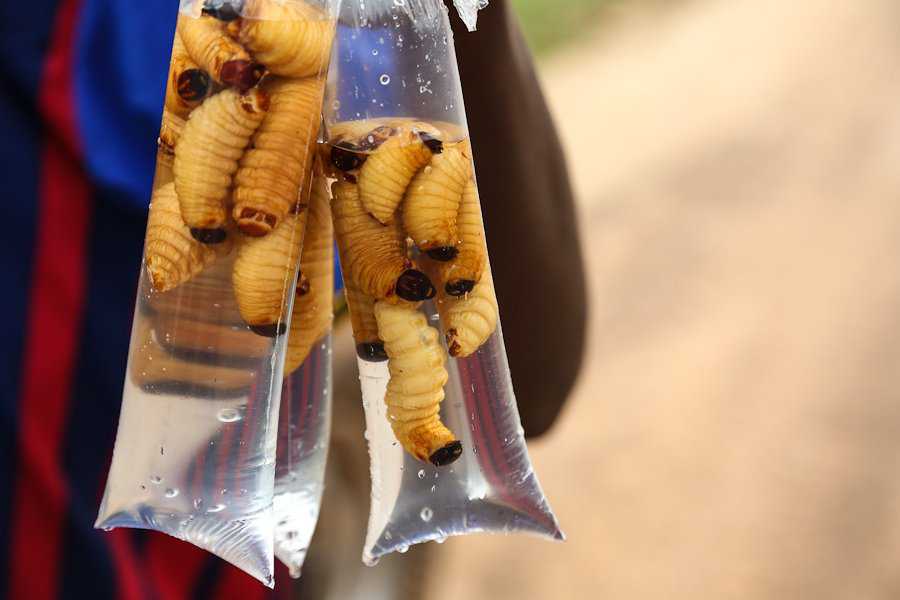Foto Gump do dia: cenas de um mercado africano web (26)