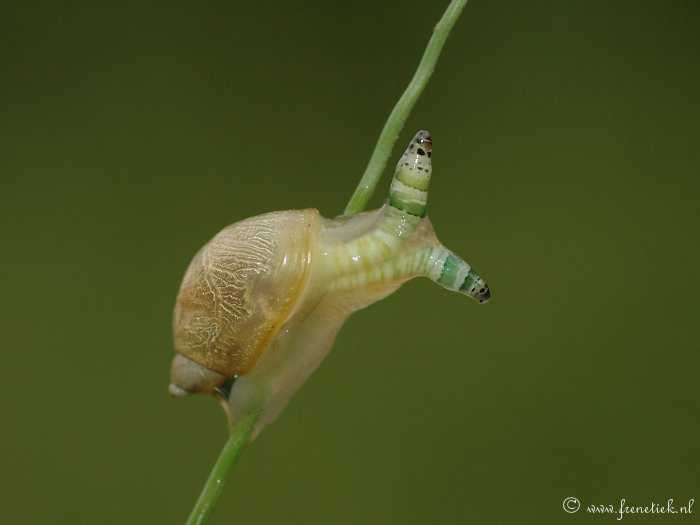 Ainda bem que não sou um caracol 010707-Barnsteenslak_Amber-snail_Succinea-putris_Parasitaire-worm_Parasitic-worm_Leucochloridium-paradoxum-3kl
