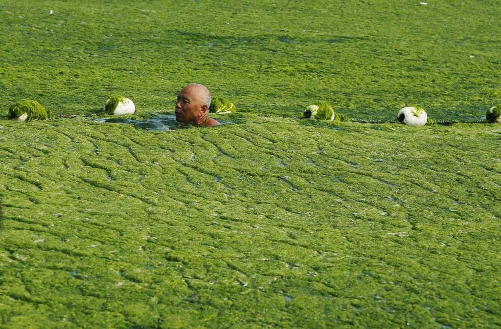 Foto Gump do dia: Ataque das algas verdes na China QINGDAO, CHINA - JULY 03: (CHINA OUT) A man swims in seawater covered by a thick layer of green algae on July 3, 2013 in Qingdao, China. A large quantity of non-poisonous green seaweed, enteromorpha prolifera, hit the Qingdao coast in recent days. More than 20,000 tons of such seaweed has been removed from the city's beaches. (Photo by ChinaFotoPress/ChinaFotoPress via Getty Images)
