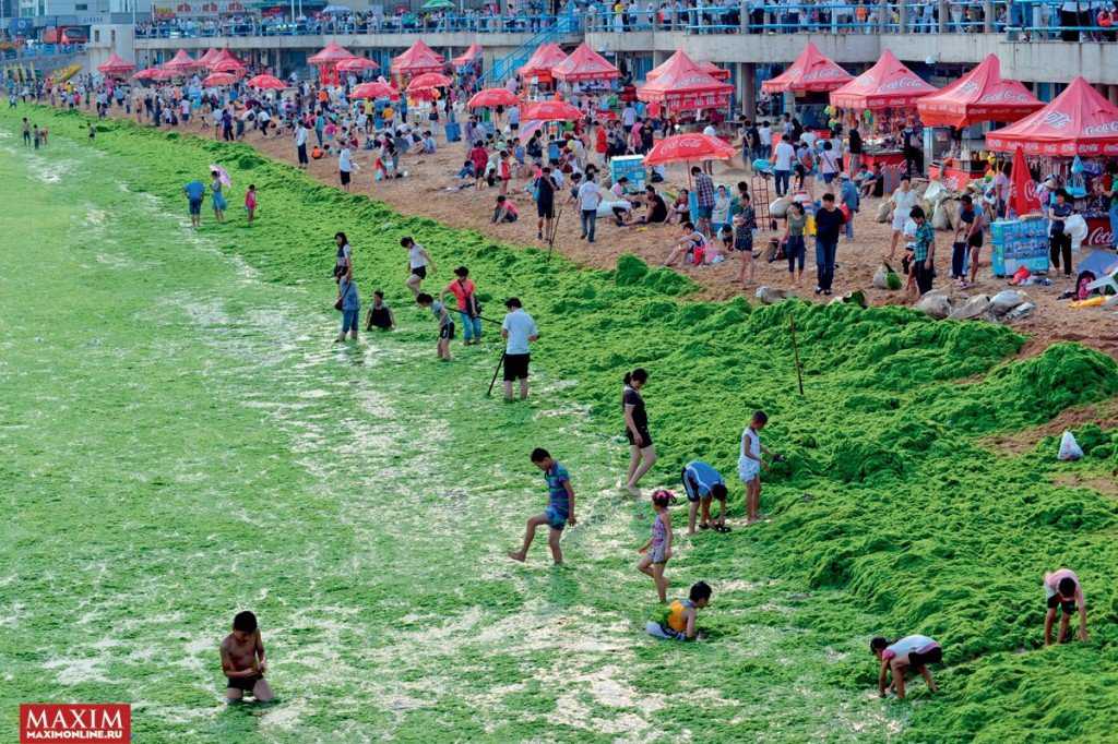 Foto Gump do dia: Ataque das algas verdes na China 0_17b9aa_a9e1ceee_orig