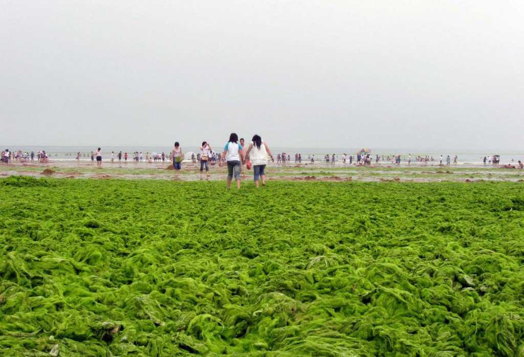 Foto Gump do dia: Ataque das algas verdes na China 0_17b9ab_ea2fb973_orig