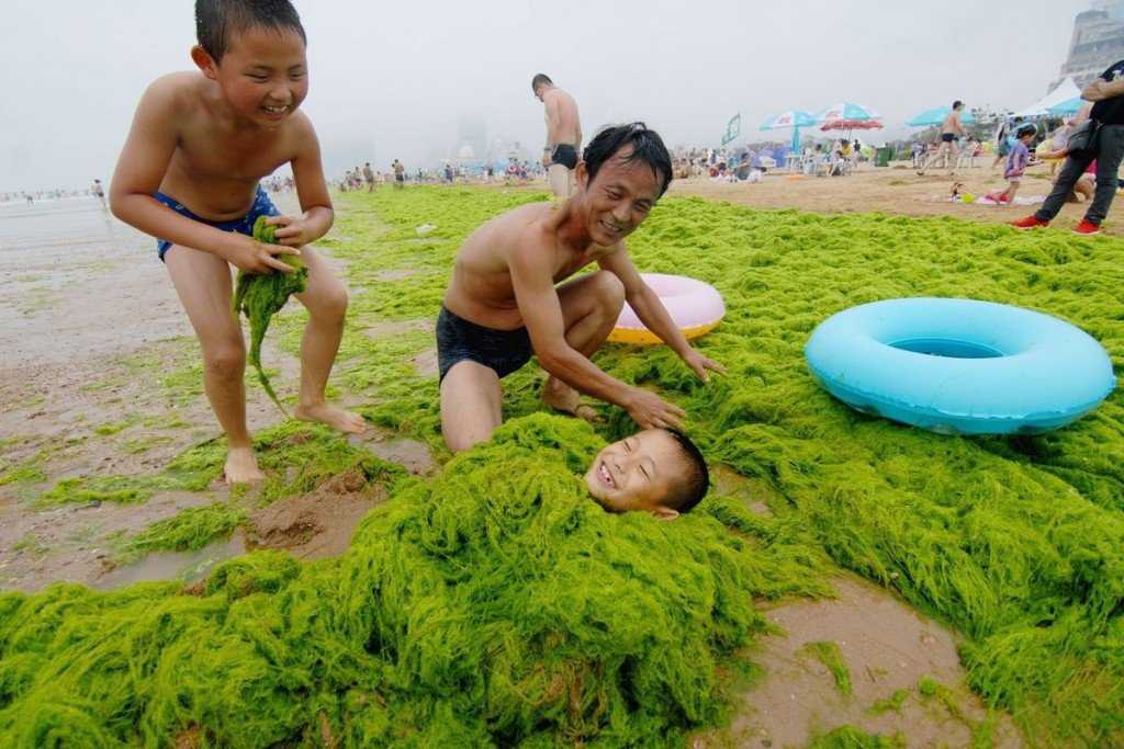 Foto Gump do dia: Ataque das algas verdes na China 0_17b9ac_58d36412_orig