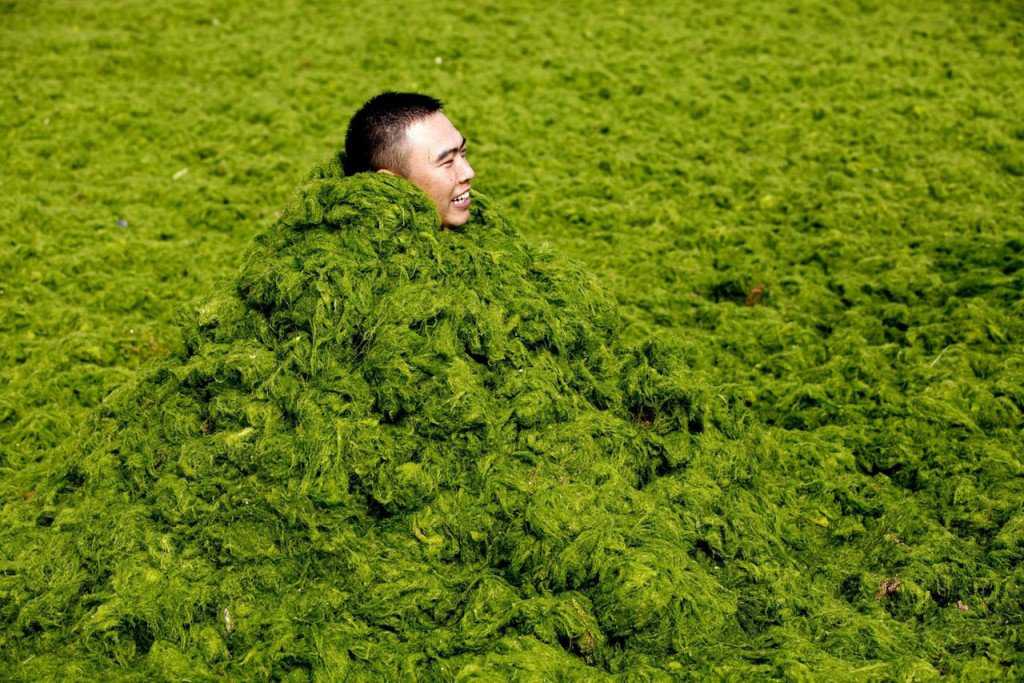 Foto Gump do dia: Ataque das algas verdes na China FUZ04 QINGDAO (CHINA) 05/07/2013.- Fotografía facilitada hoy, viernes 5 de julio de 2013 de un turista que juega con algas acumuladas en una playa de la ciudad costera oriental china de Qingdao, en la provincia de Shandong, el pasado 3 de julio. La epidemia de algas de la especie enteromorpha prolifera ha teñido de verde las aguas afectando al turismo y al ecosistema marino. EFE/Jian Feng PROHIBIDA SU PUBLICACIÓN EN CHINA