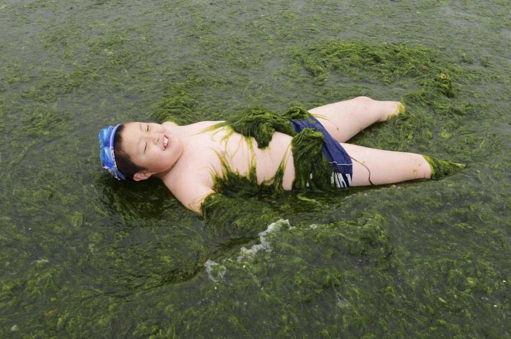 Foto Gump do dia: Ataque das algas verdes na China 0_17b9ae_d9214095_orig