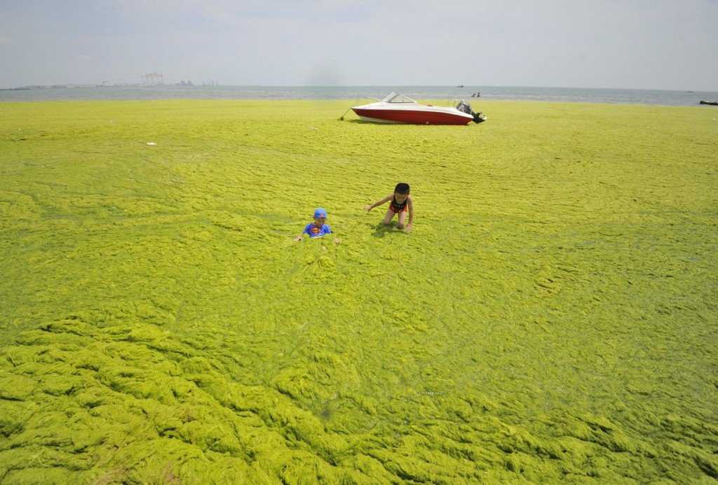 Foto Gump do dia: Ataque das algas verdes na China 0_17b9b0_fd2d1654_orig