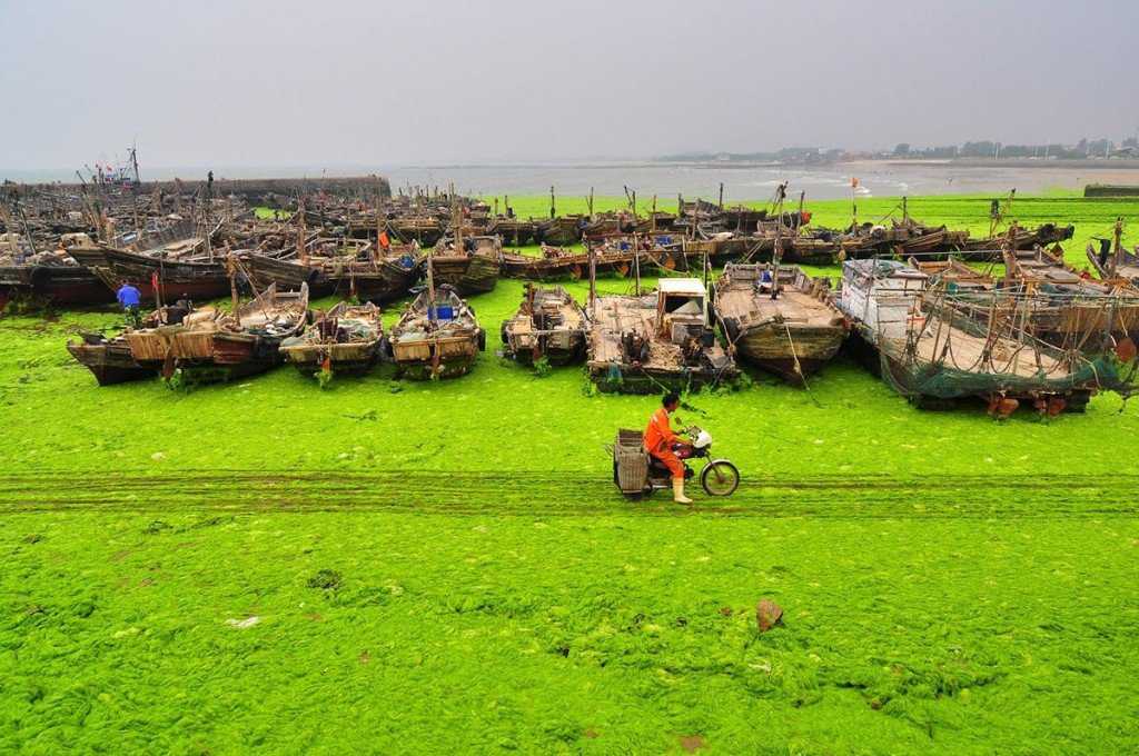 Foto Gump do dia: Ataque das algas verdes na China 0_17b9b1_2ba9d801_orig