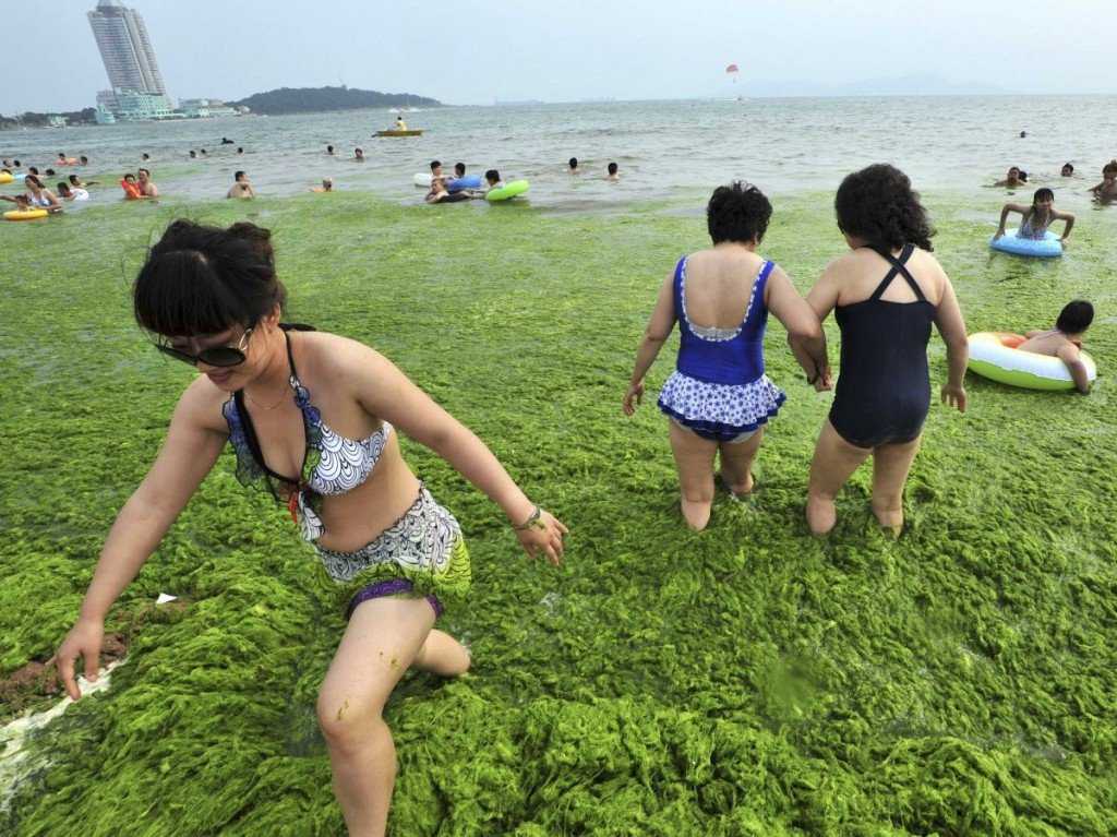 Foto Gump do dia: Ataque das algas verdes na China 0_17b9b2_1cec1c31_orig
