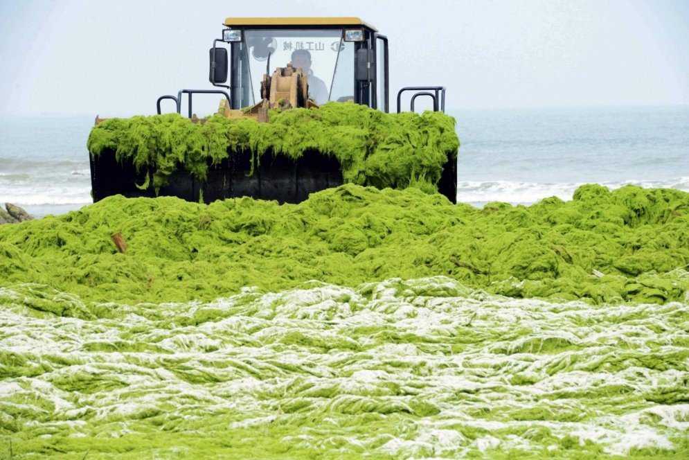 Foto Gump do dia: Ataque das algas verdes na China 0_17b9b3_4ce81ec8_orig