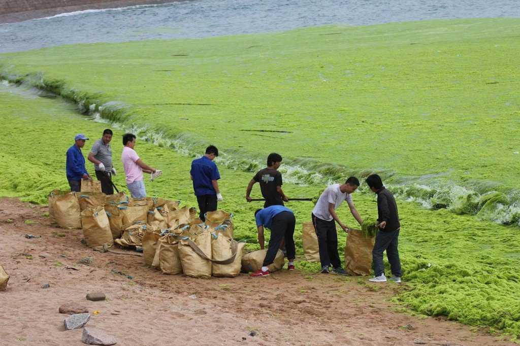Foto Gump do dia: Ataque das algas verdes na China 0_17b9b6_17affab2_orig