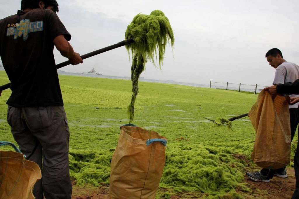 Foto Gump do dia: Ataque das algas verdes na China 0_17b9b8_beff8b87_orig