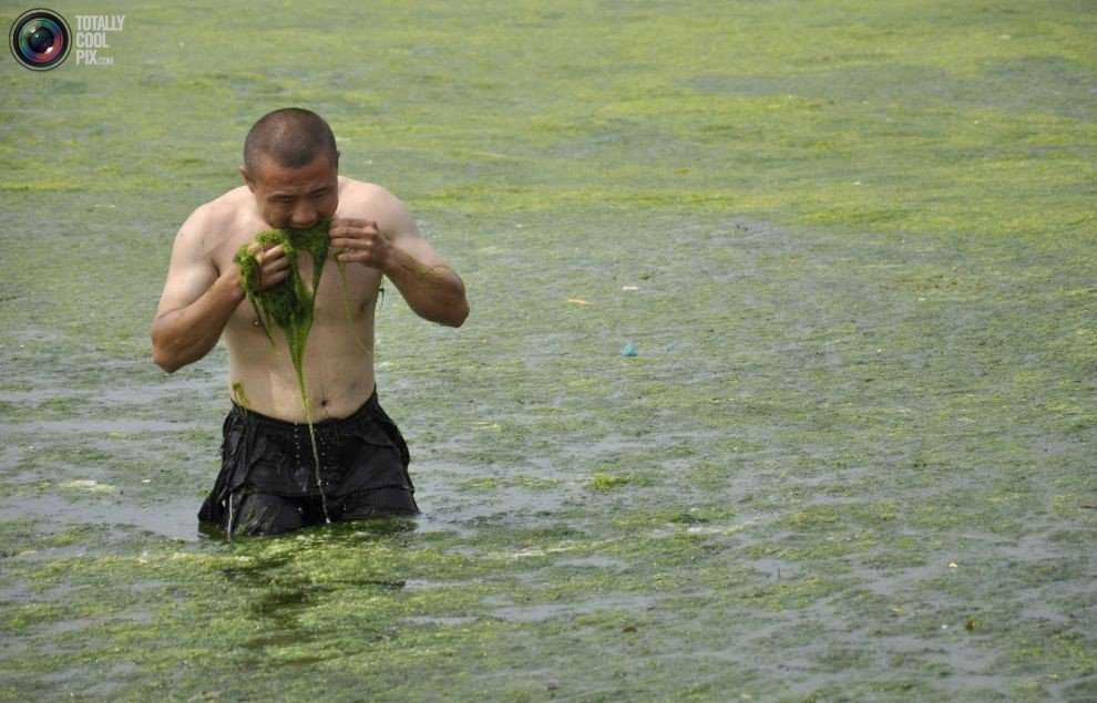 Foto Gump do dia: Ataque das algas verdes na China 0_17b9ba_d6b676c0_orig