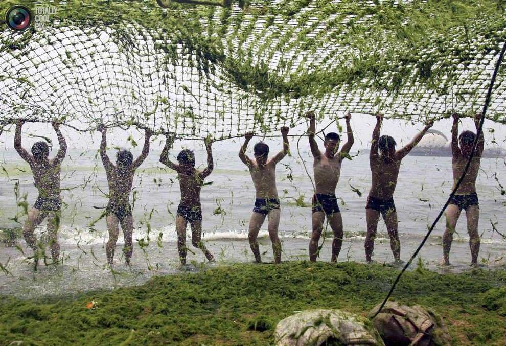 Foto Gump do dia: Ataque das algas verdes na China 0_17b9bc_c18df378_orig