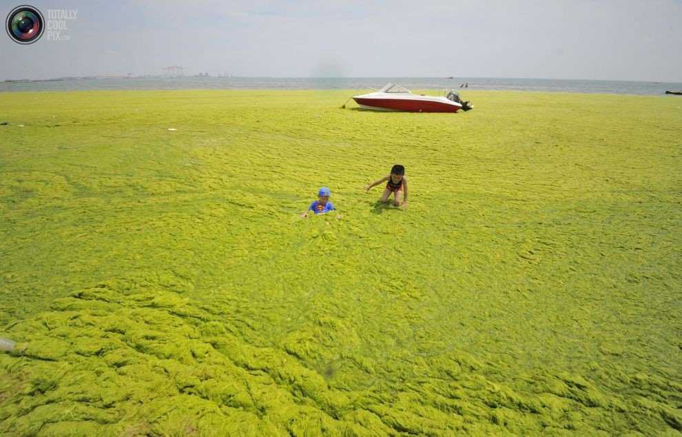 Foto Gump do dia: Ataque das algas verdes na China 0_17b9bd_c59b769a_orig