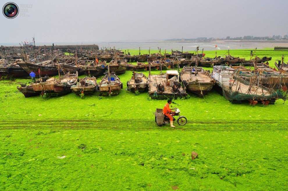 Foto Gump do dia: Ataque das algas verdes na China 0_17b9c2_ae86e294_orig