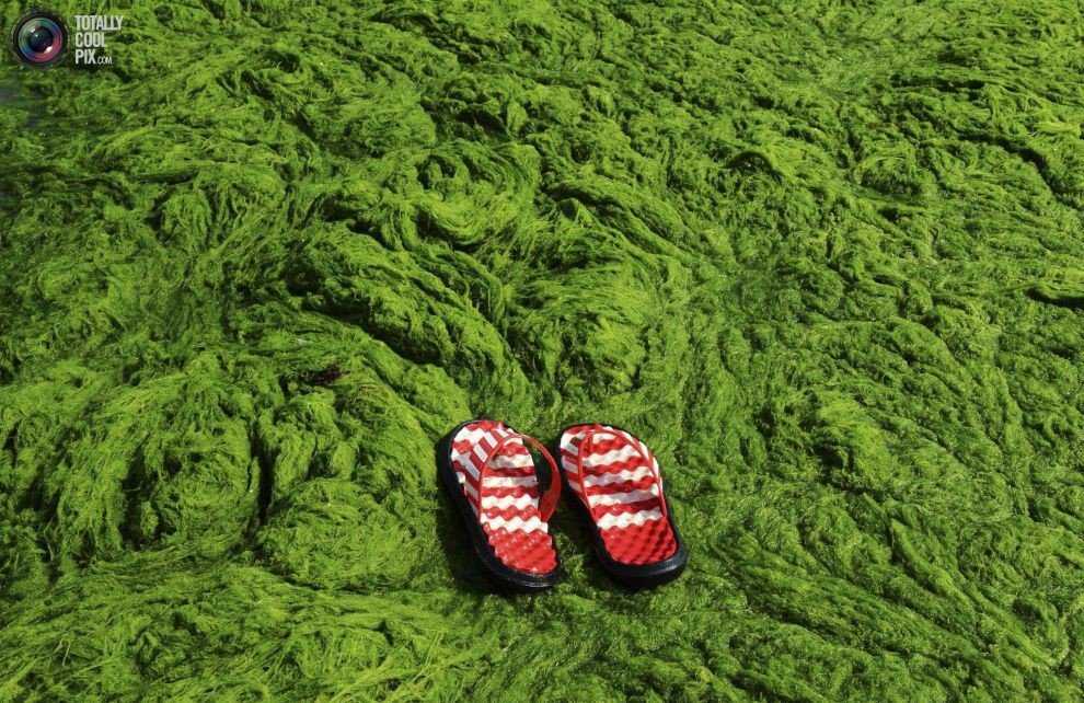 Foto Gump do dia: Ataque das algas verdes na China 0_17b9c3_3778a5e8_orig