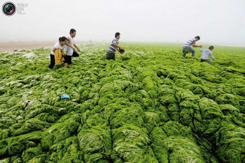 Foto Gump do dia: Ataque das algas verdes na China 0_17b9c5_ca0c7a90_orig