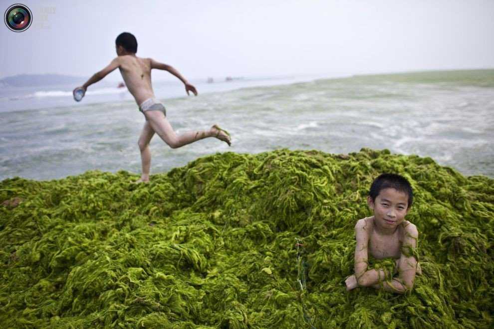 Foto Gump do dia: Ataque das algas verdes na China 0_17b9c6_46de0b7c_orig