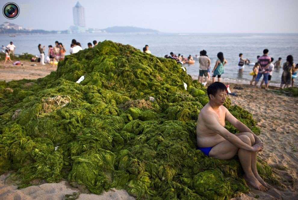 Foto Gump do dia: Ataque das algas verdes na China 0_17b9c7_1aa405c6_orig