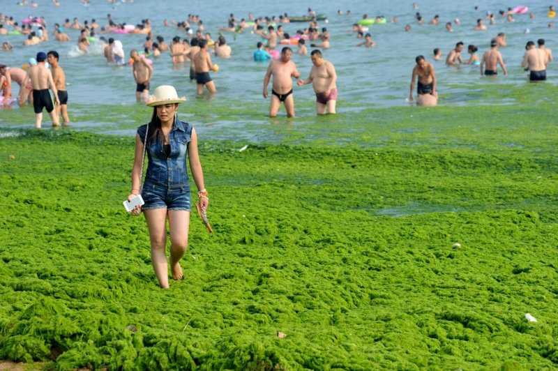 Foto Gump do dia: Ataque das algas verdes na China 0_17b9e6_a17d4b53_orig