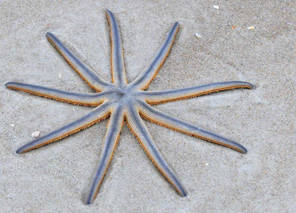 Criatura flagrada pela NASA?! Será que há vida em Marte mesmo? Luidia senegalensis, uma espécie com 9 braços.