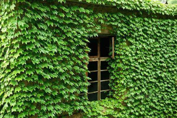Veja a bizarra cidade da China que está sendo engolida por uma planta 600x401xHoutou-Wan-village3-600x401