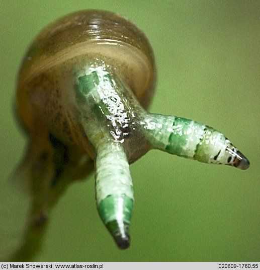 Ainda bem que não sou um caracol 76117