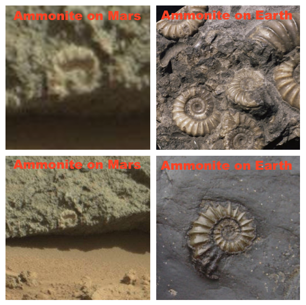 Criatura flagrada pela NASA?! Será que há vida em Marte mesmo? Ammonite, fossil, fossils, sea, water, life, biology, UFO, UFOs, sighting, sightings, news, UN, united nations, top secret, Mars, surface, rover, DARPA, tech, gossip, odd, strange, ocean, Justin Bieber, paranormal, 1