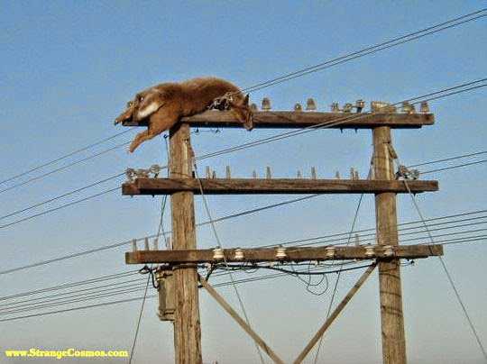 A vaca abduzida por um ufo? CATTLE-MUTILATION-DEMON-NEPHILIM-FALLEN_ANGELS-HYBRID-BREEDING-PROGRAM
