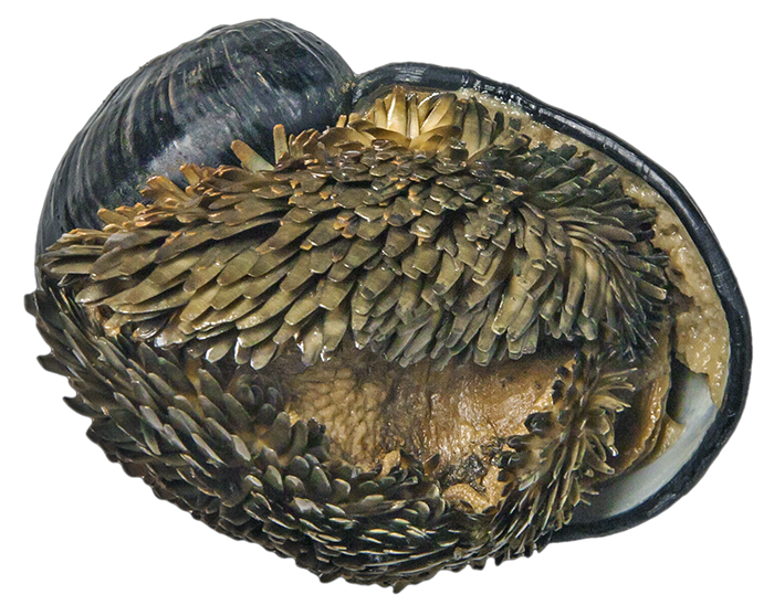 Ainda bem que não sou um caracol CC_Scaly