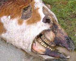A vaca abduzida por um ufo? Cattle-Mutilation