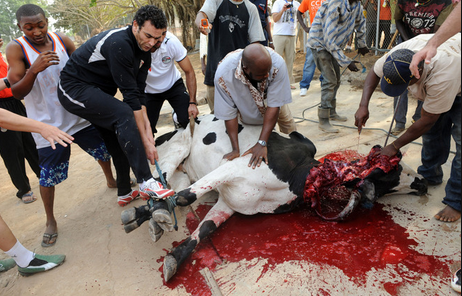 A vaca abduzida por um ufo? Human-ritual-mutilationaliens-are-much-neater