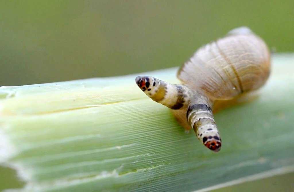 Ainda bem que não sou um caracol Leucochloridium-paradoxum-alter