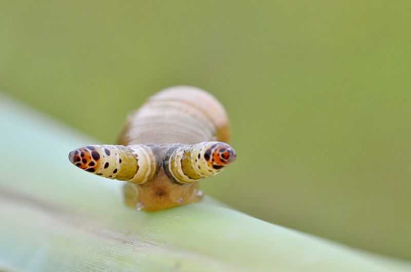 Ainda bem que não sou um caracol Leucochloridium_5603M