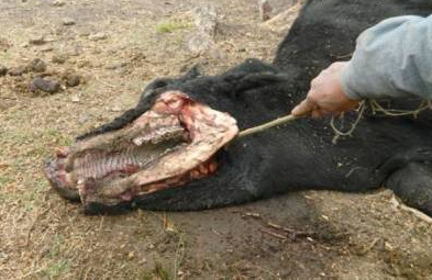 A vaca abduzida por um ufo? Look-mom-they-messed-up-my-face