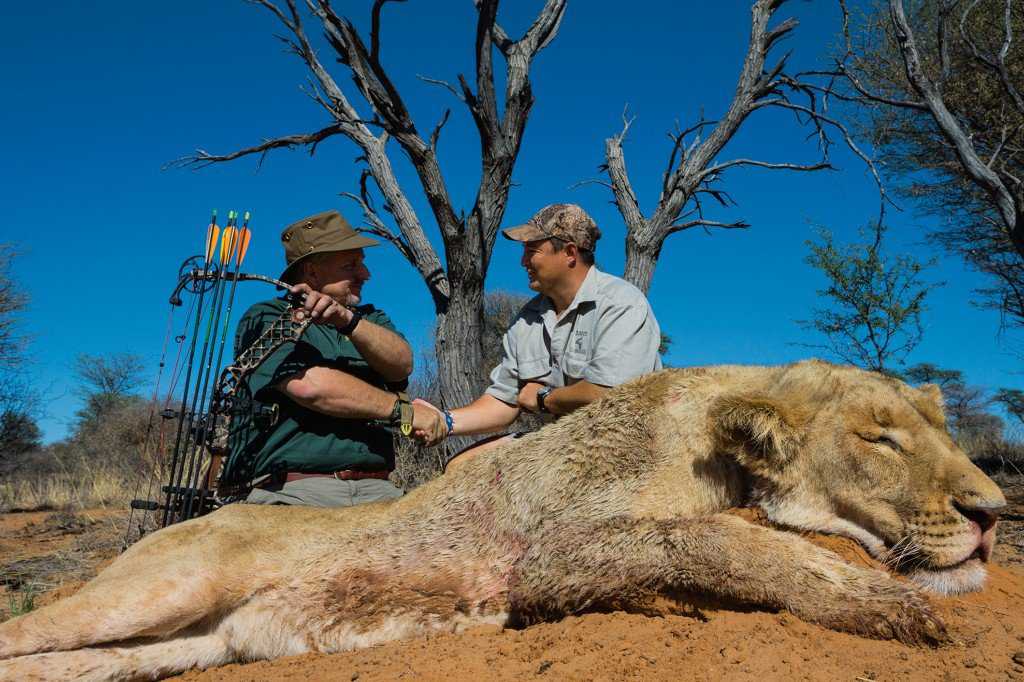 Caçador: O pior do lixo humano NORTH WEST PROVINCE, SOUTH AFRICA, OCTOBER 2012: American Bow hunter Steve Sibrel hunts a lioness with professional South African hunter guides on a game farm close to the South Africa/Botswana border region, October 19, 2012. Two systems for the hunts exist in two different provinces of South Africa. One practice sees the lion released for a minimal 96 hours into a 3000-hectare area before the hunt can begin. The other practice sees the lion released for 3 months into a minimum 3000-hectare area before it can be hunted. The lioness in these images was released 96 hours ahead of the hunt into the area. Recent global research points to the fact that hunting and breeding programs are necessary components for the survival of lions into the future. These practices go some way towards lessening pressure on wild lion populations as well as preserving a strong lion DNA base and a future repository for lions for areas where they have been decimated. The hunting industry is also a strong employer in Africa, with over 1.4 million square kilometers given over to hunting concessions. This is a landmass more than 20% higher than that given over to Wildlife Conservation areas. More than 18000 hunters come to Africa every year and the money high-end dangerous game hunting brings to the continent goes some way to preserving the land mass set aside for hunting. The South Africa Predators Breeders association is making strides towards a more regulated industry, with a charter and code of conduct in the works, which is expected to bring a stronger emphasis on ethical practice into play. (Photo by Brent Stirton/Reportage for National Geographic Magazine.)