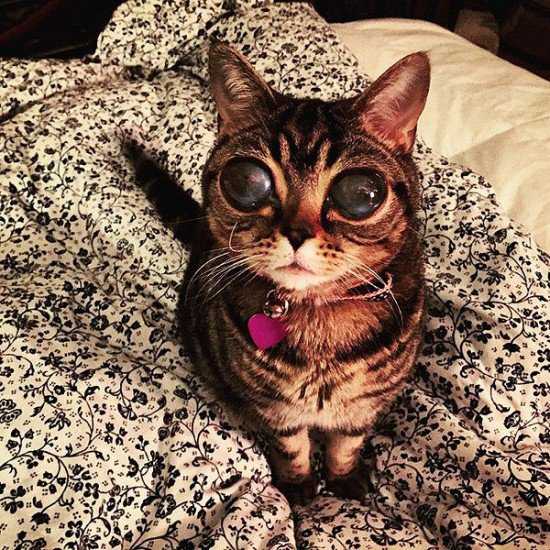 O gato alien do zóio bizarro Matilda-alien-eyes-550x550