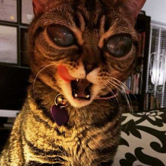 O gato alien do zóio bizarro Matilda-alien-eyes2-550x549