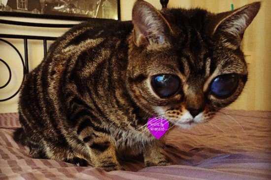 O gato alien do zóio bizarro Matilda-alien-eyes3-550x367