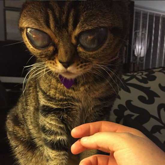 O gato alien do zóio bizarro Matilda-alien-eyes7-550x551