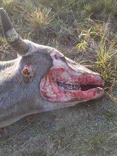 A vaca abduzida por um ufo? Mutilated Cow Argentina_002