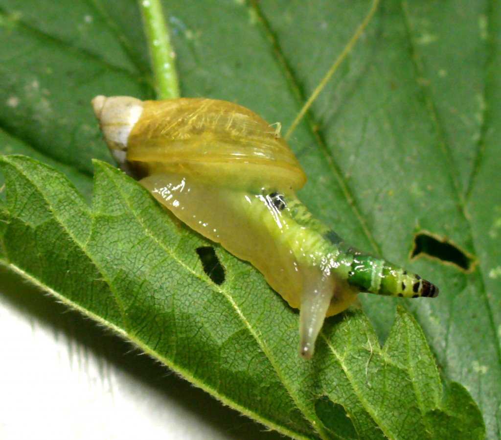 Ainda bem que não sou um caracol Mit dem Parasit Leucocholoridium paradoxum befallene Bernsteinschnecke (Succinea putris).