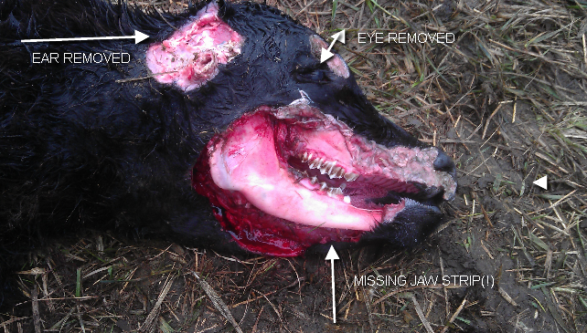 A vaca abduzida por um ufo? VVVVVV