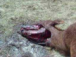 A vaca abduzida por um ufo? download (61)