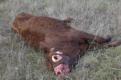 A vaca abduzida por um ufo? f49e03c8ae7858e56ff03b5c24b37695