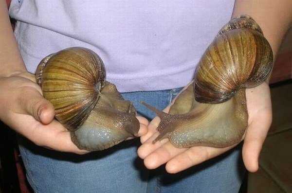 Ainda bem que não sou um caracol giant_snails_01-600x397