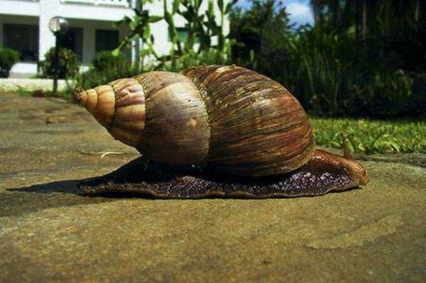 Ainda bem que não sou um caracol giant_snails_02-600x399