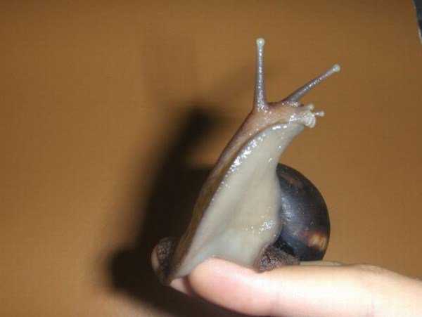 Ainda bem que não sou um caracol giant_snails_03-600x451