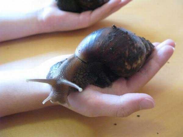 Ainda bem que não sou um caracol giant_snails_04-600x450
